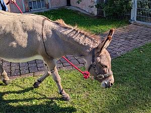 Esel nimmt Kontakt auf