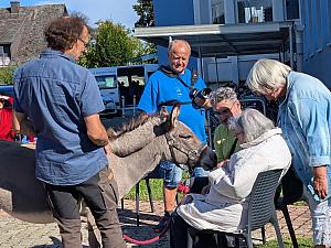 Esel läßt sich streicheln