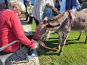 Ein schöner Eselrücken
