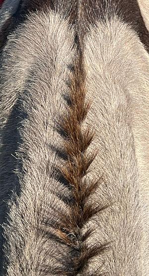 Ein schöner Eselrücken